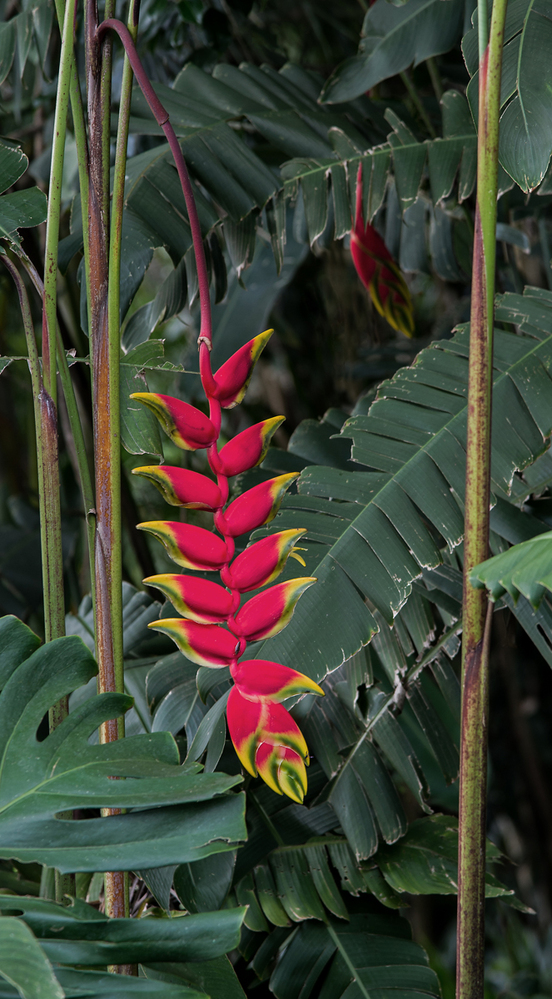 Costa Rica Heliconia